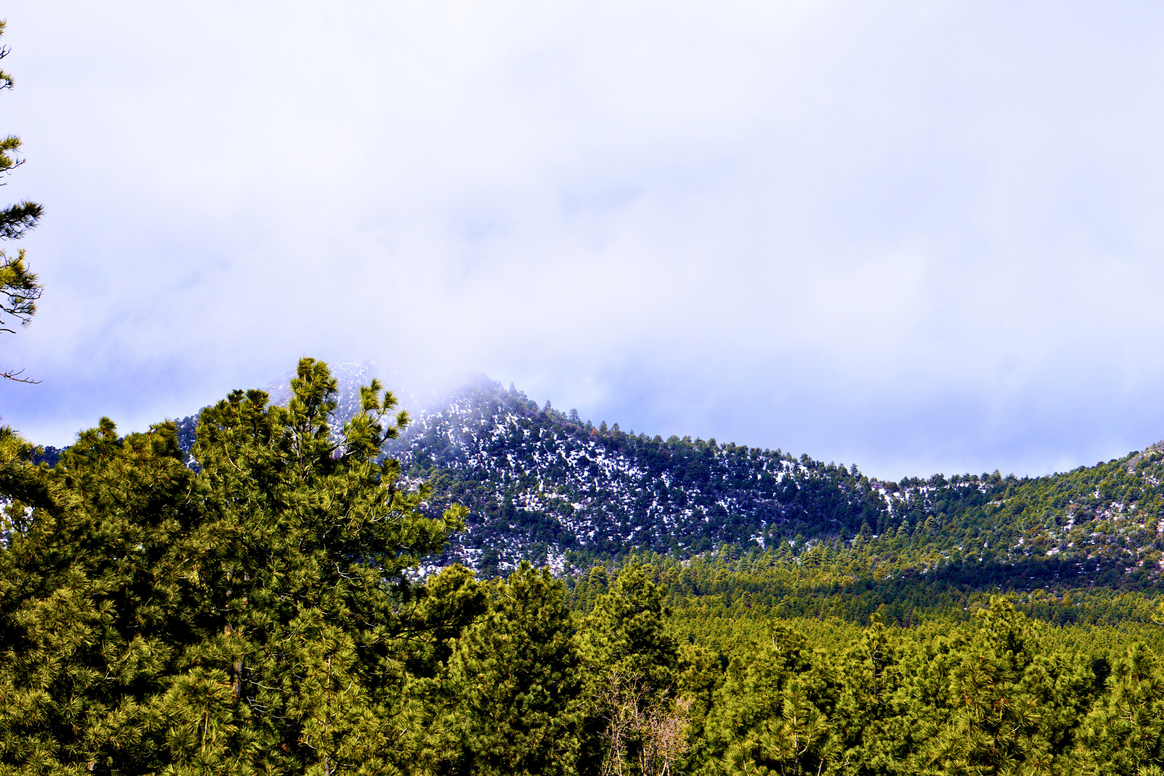 williams, arizona.webp